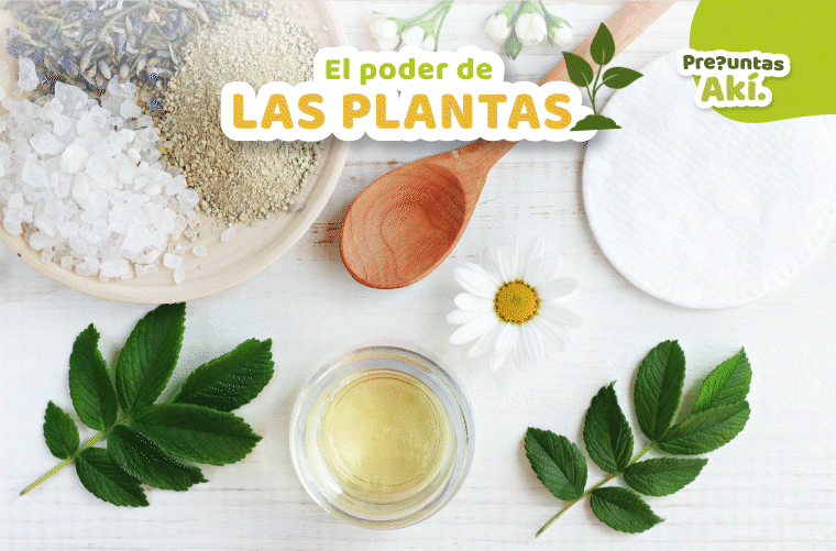 12 preguntas (y respuestas) sobre el poder de las plantas y la medicina botánica